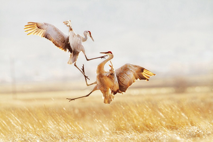 美国奥杜邦鸟类协会2015摄影大赛获奖作品