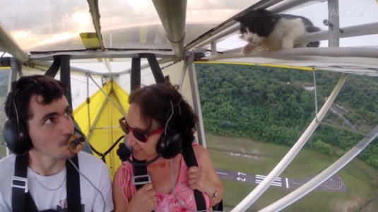 小猫“偷乘”飞机升空 趴机翼上惊呆驾驶员