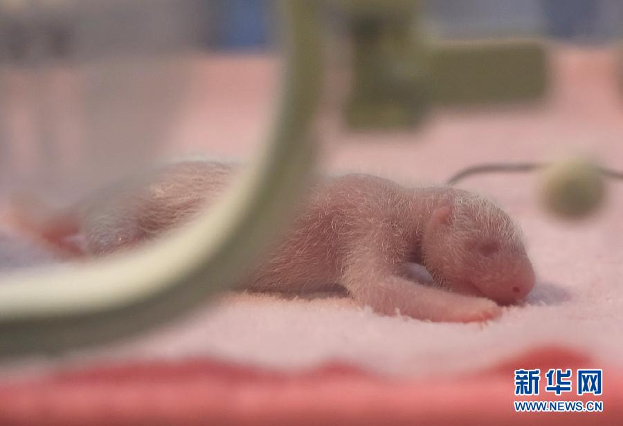 （社會）（1）2015年全球首對大熊貓雙胞胎在成都誕生