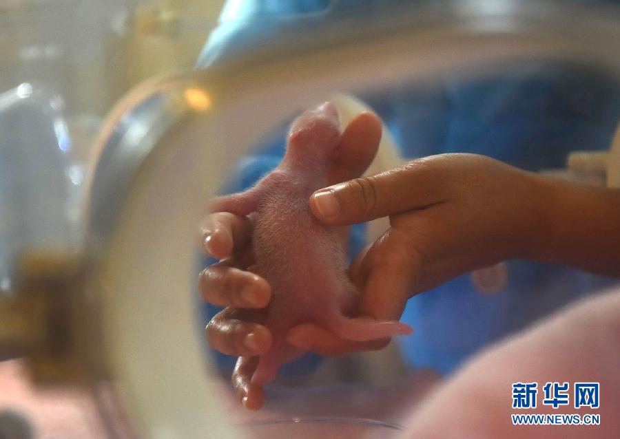 （社會）（2）2015年全球首對大熊貓雙胞胎在成都誕生