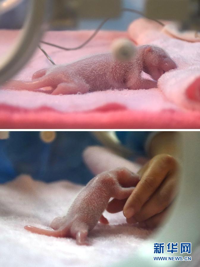 （城鄉熱點）（1）2015年全球首對大熊貓雙胞胎在成都誕生