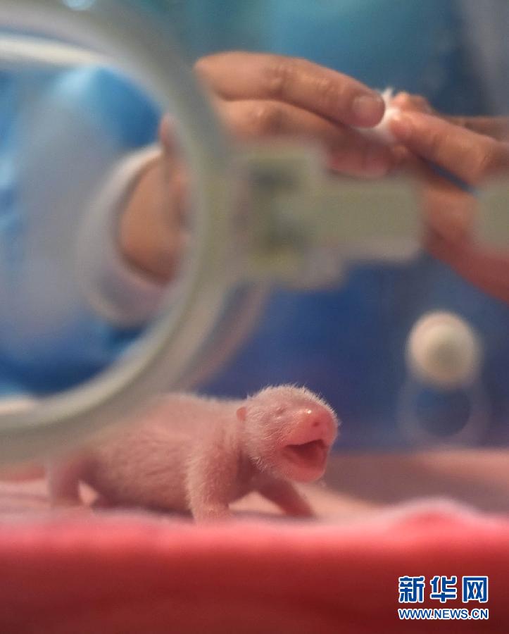 （城鄉熱點）（2）2015年全球首對大熊貓雙胞胎在成都誕生