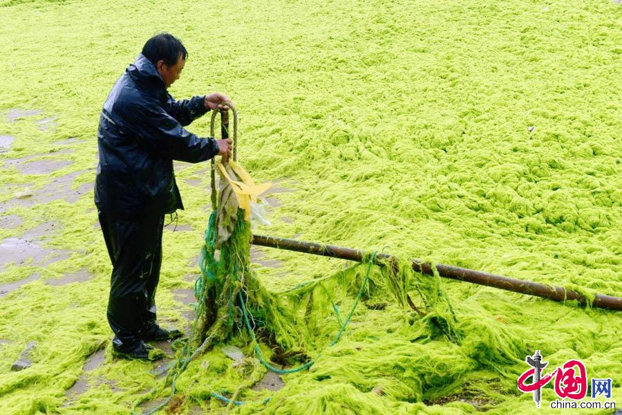 2015年6月25日，山東青島，一位當地村民在撿拾隨滸苔一起漂來的垃圾。 中國網圖片庫