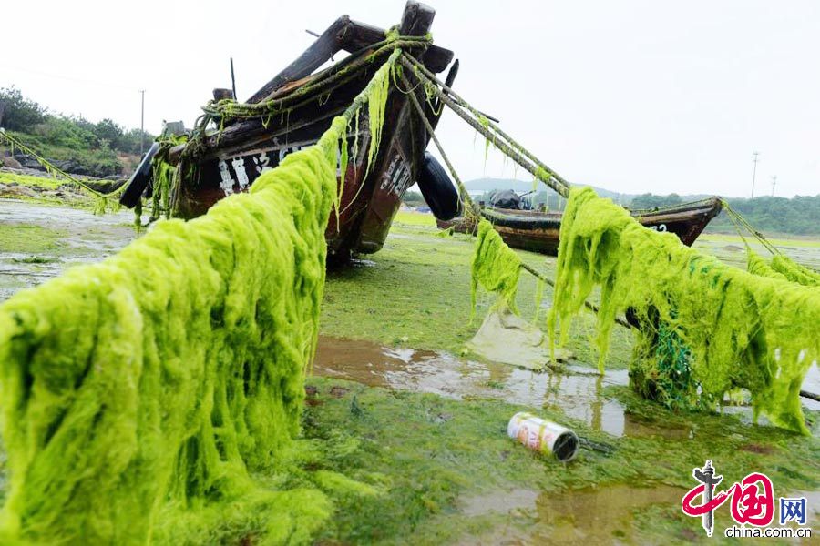 2015年6月25日，山東青島，退潮後漁船纜繩上留下的滸苔。 中國網圖片庫