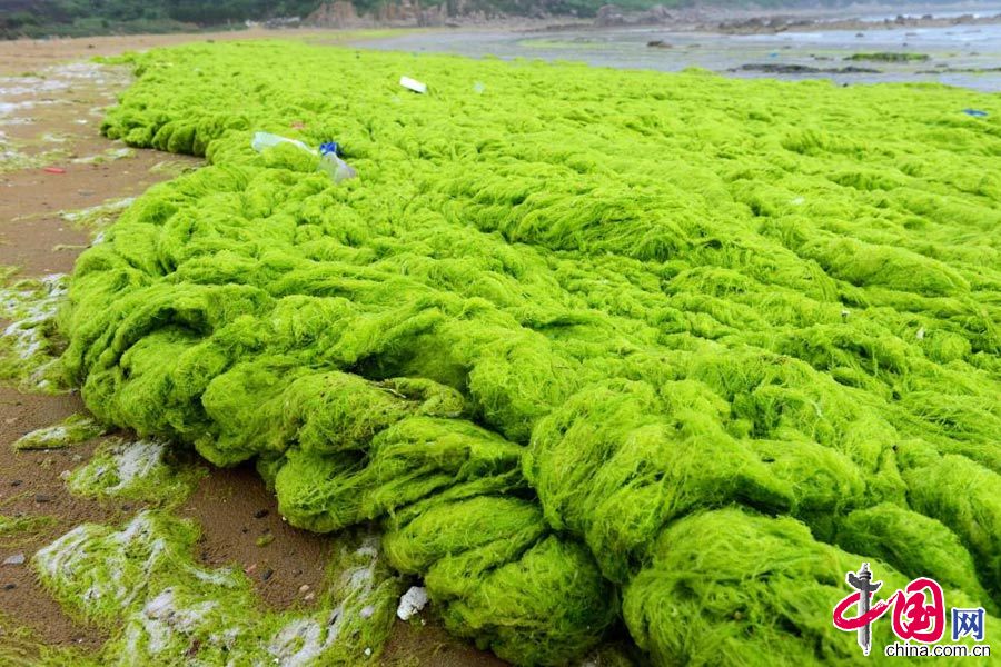 2015年6月25日，山東青島，隨潮水侵入沙灘的滸苔。 中國網圖片庫