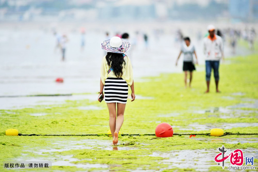 2015年6月29日，青島石老人海水浴場，侵入沙灘上的滸苔形同草場，圖為一名遊客赤足走在上面觀看海景。 中國網圖片庫 王海濱攝影