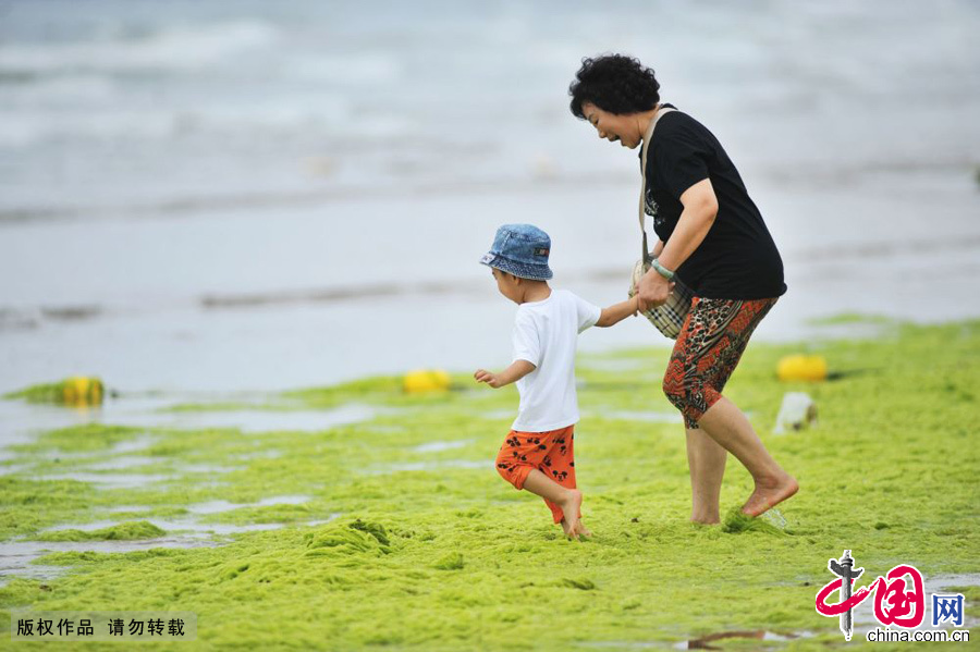 2015年6月29日，滸苔侵入石老人海水浴場，佈滿滸苔的海岸成了孩子們的樂園。 中國網圖片庫 王海濱攝影