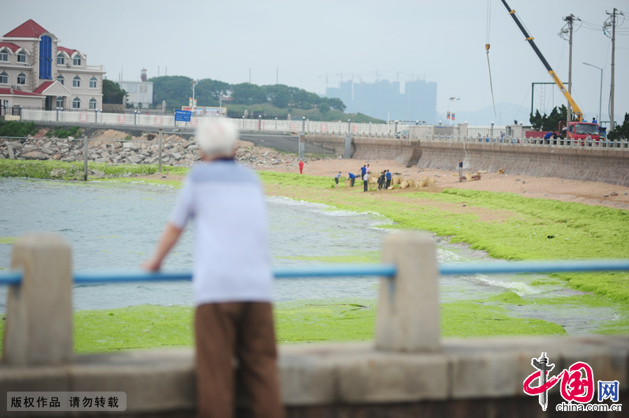 6月29日，遊客在被滸苔入侵的青島海濱遊玩。 中國網圖片庫 尹默攝影