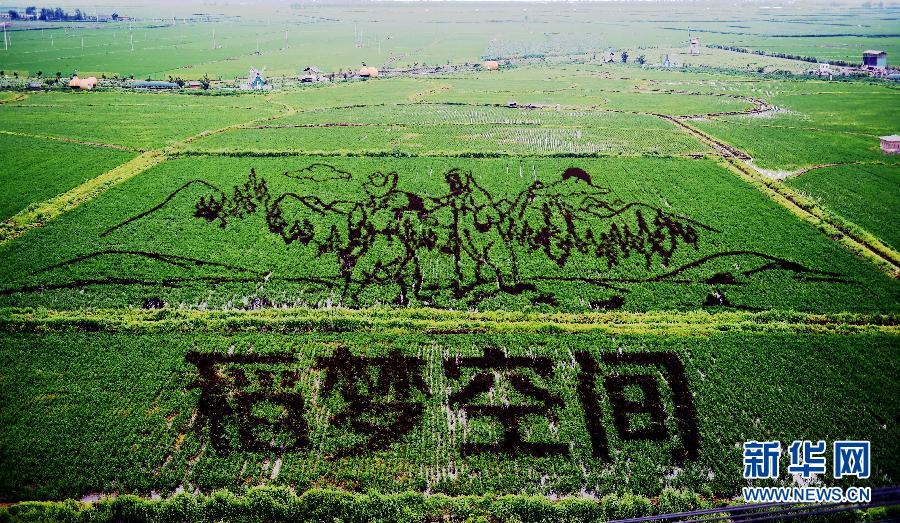 （社會）（3）巨幅稻田畫亮相瀋陽