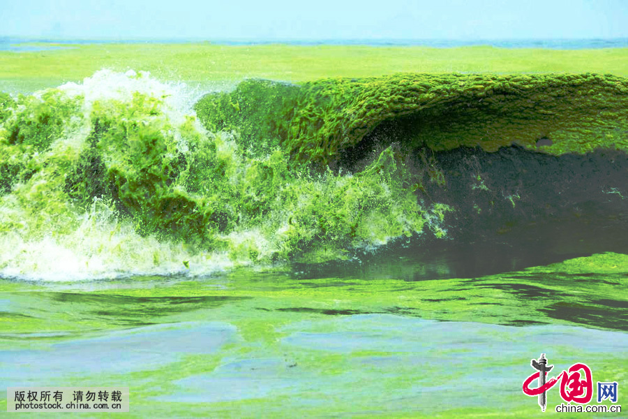 2015年7月11日，山東青島，滸苔隨海浪在海面翻滾。中國網圖片庫
