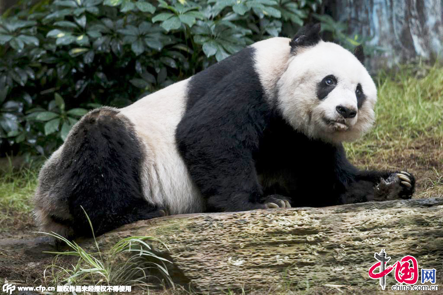 2015年7月9日，香港，36歲高齡的大熊貓佳佳。