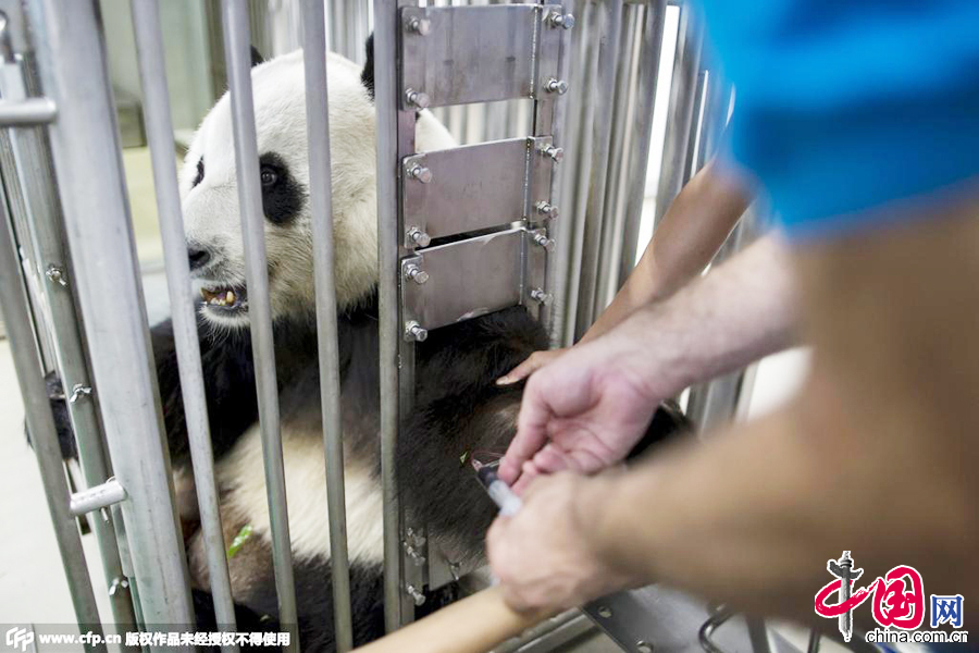 2015年6月30日，香港，獸醫為10歲的大熊貓樂樂進行常規體檢。