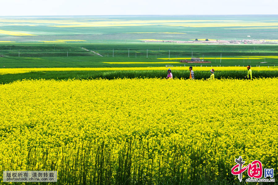 7月14日，来自江苏的游客自驾车带着父母在民乐扁都口景区观赏盛开的油菜花。中国网图片库 王将摄