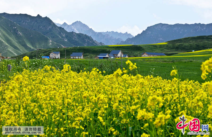 进入7月以来，甘肃民乐县今年种植的十万亩油菜油菜花竞先盛开，漫山遍野的油菜犹如金色花的海洋，展现出一幅幅美丽的画卷。