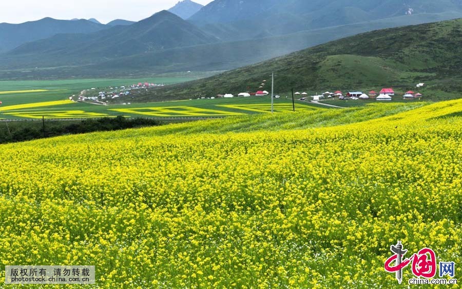 進入7月以來，甘肅民樂縣今年種植的十萬畝油菜油菜花競先盛開，漫山遍野的油菜猶如金色花的海洋，展現出一幅幅美麗的畫卷。