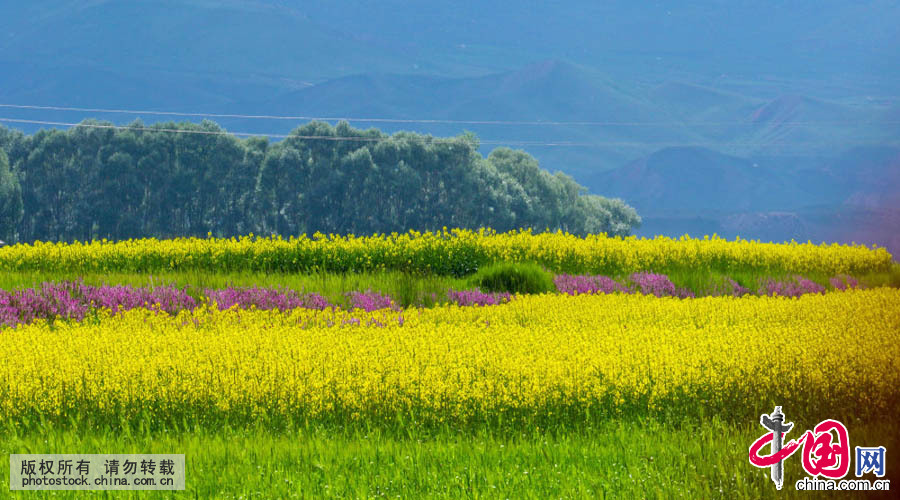 进入7月以来，甘肃民乐县今年种植的十万亩油菜油菜花竞先盛开，漫山遍野的油菜犹如金色花的海洋，展现出一幅幅美丽的画卷。