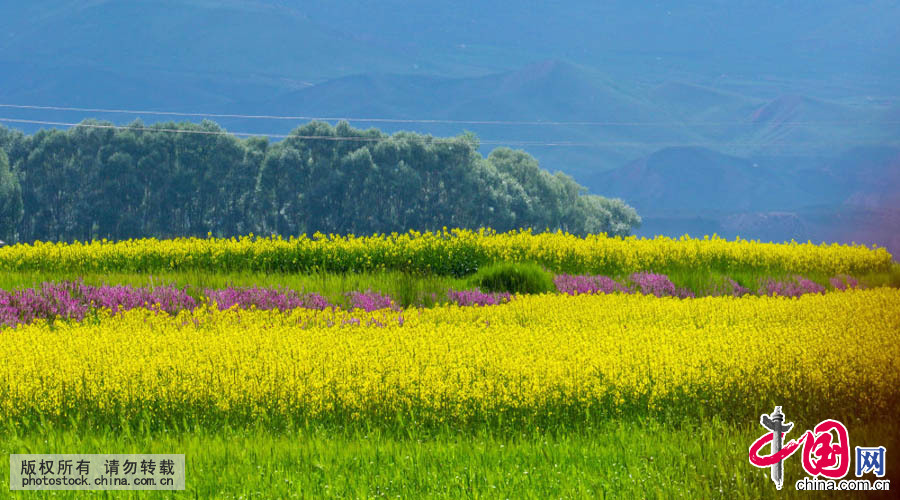 進入7月以來，甘肅民樂縣今年種植的十萬畝油菜油菜花競先盛開，漫山遍野的油菜猶如金色花的海洋，展現出一幅幅美麗的畫卷。