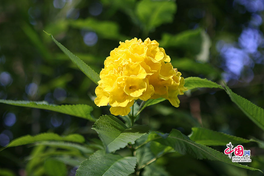 黃鐘花（紫葳科）