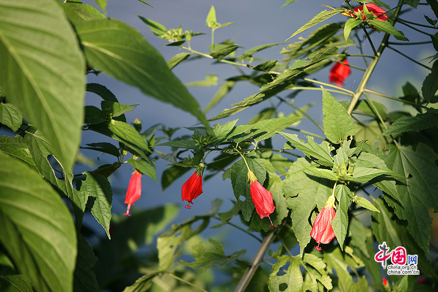 懸鈴花（錦葵科）