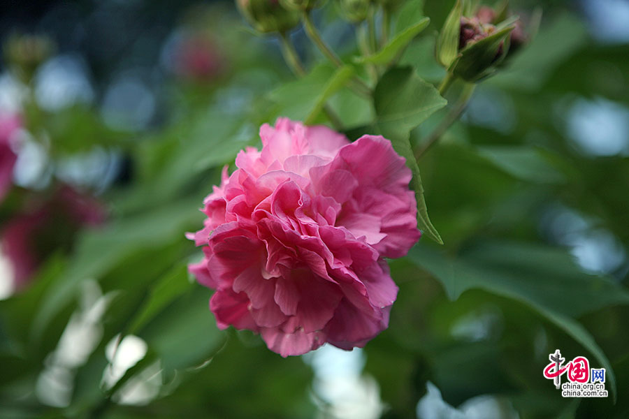 木芙蓉（錦葵科）