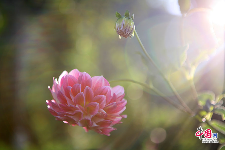 大麗菊（菊科）