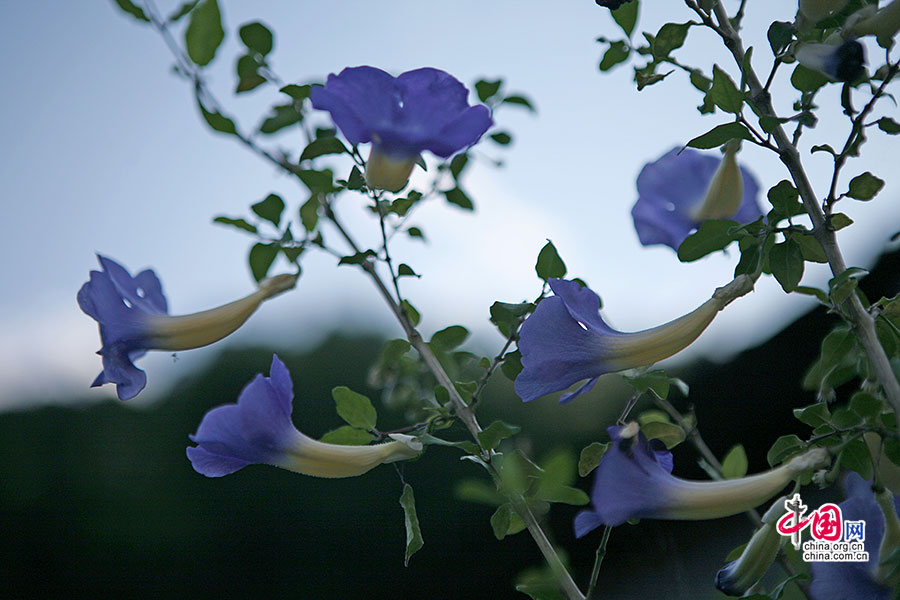 五蕊花（玄參科）