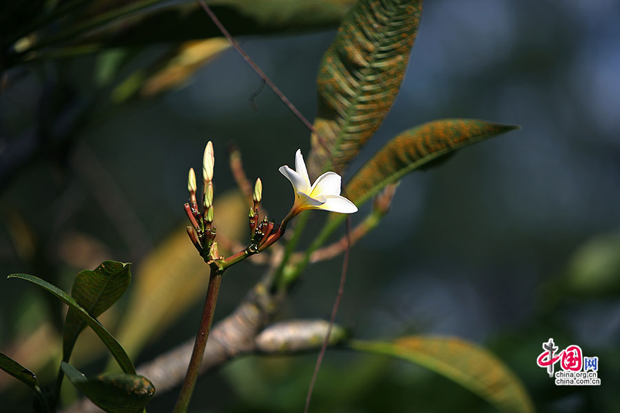 雞蛋花（夾竹桃科）