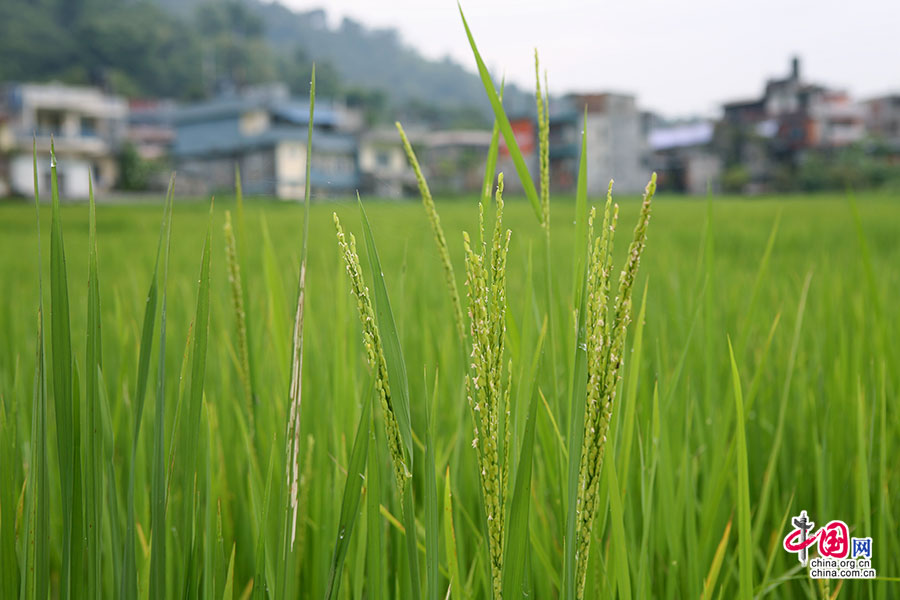 沿路滿是青青的水稻田