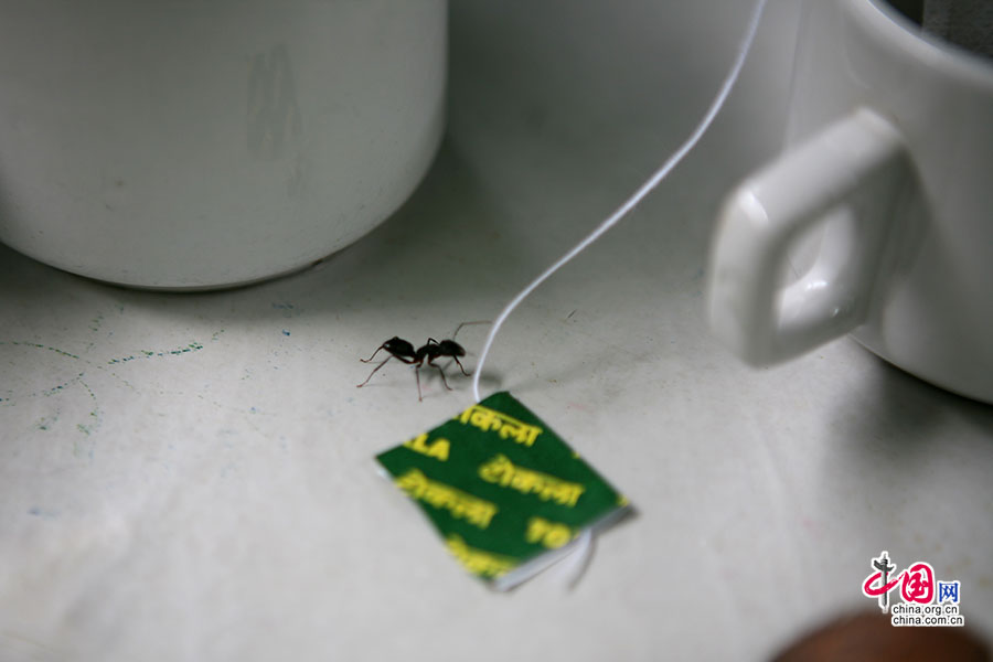 一隻螞蟻
