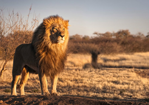 非洲“狮王”遭偷猎者砍头剥皮_ 视频中国
