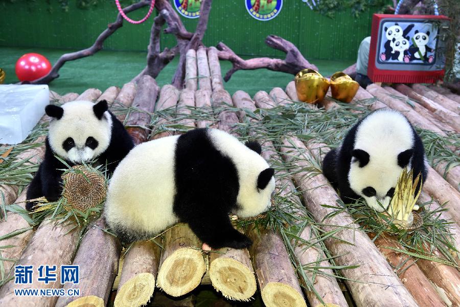 （城鄉熱點）（1）大熊貓三胞胎一週歲