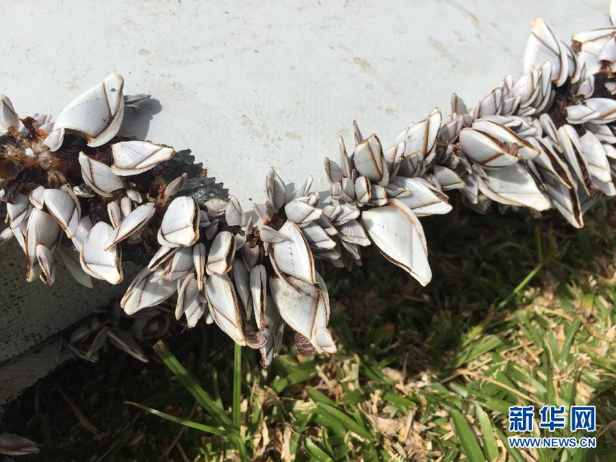 （国际·一周看天下）（9）残骸
