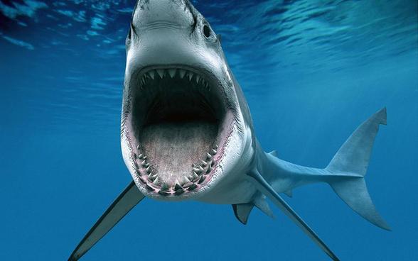 第三个秘密是鲨鱼嘴中有一个"牙齿传送带".