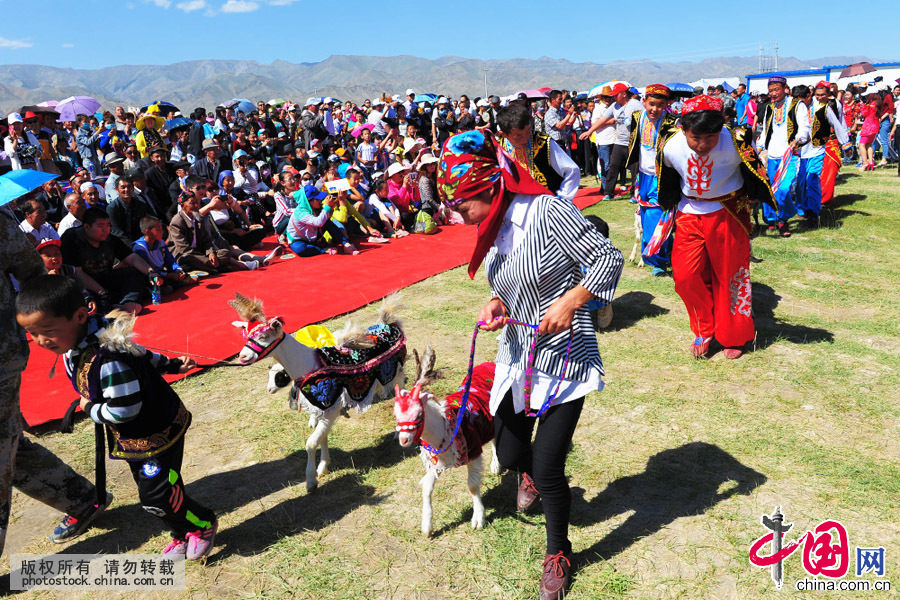 新疆伊吾县盐池镇的牧民牵着“羊模特”进行选秀比赛，羊模特表演者入场。中国网图片库 李华摄