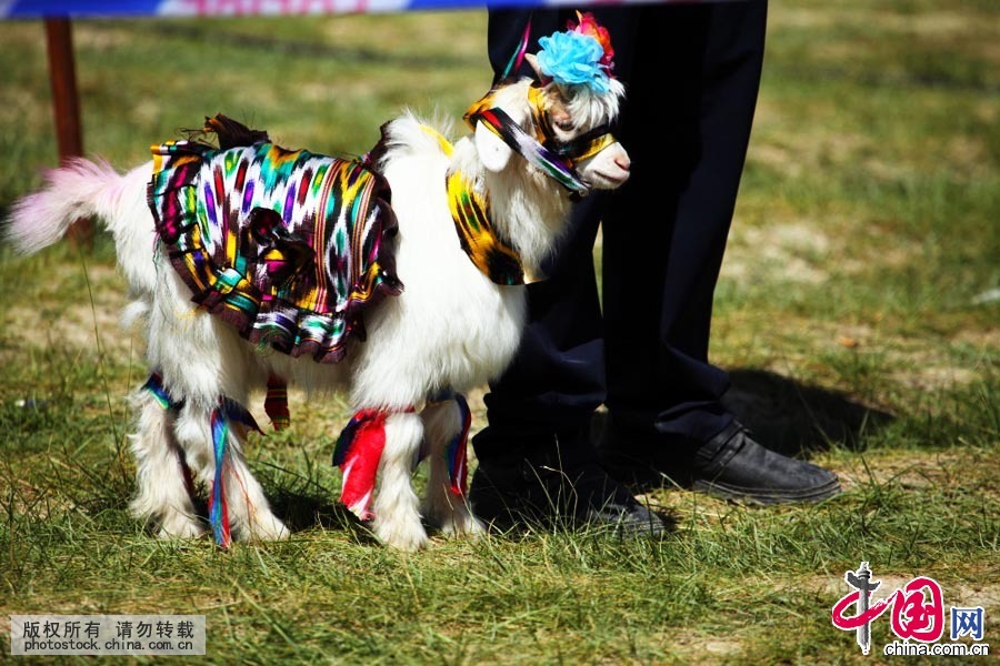 在“赛羊节”上，羊模也要精心打扮一番，“打扮时髦”的羊模特受到游客的追捧，获奖的羊模特会在主人的带领下前往领奖现场。中国网图片库 孙继虎摄