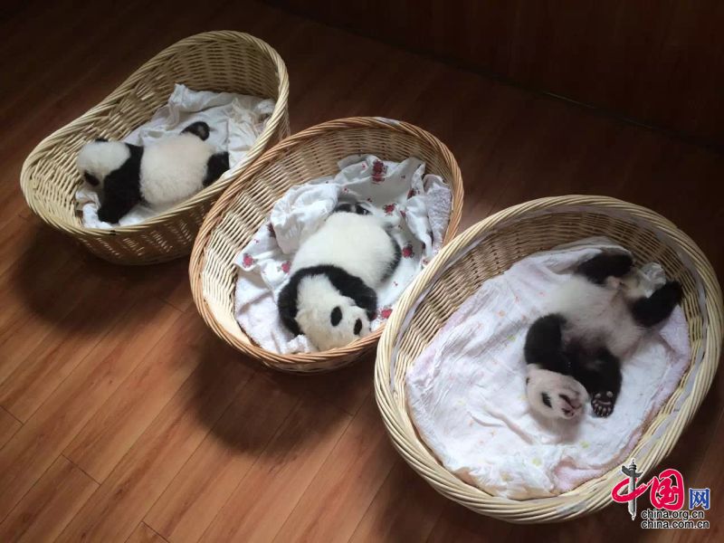 2015年新生熊猫宝宝集体亮相最小的不足1周 爆萌睡姿特写[组图]
