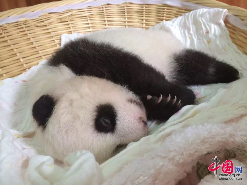 2015年新生大熊貓寶寶集體亮相 睡姿特寫萌翻眾人[組圖]