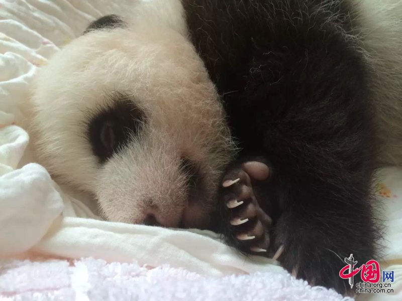 2015年新生大熊貓寶寶集體亮相 睡姿特寫萌翻眾人[組圖]
