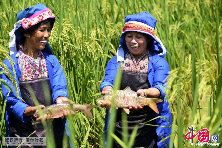 乌公侗寨“烧鱼节”前两名侗族妇女在稻田里捕鱼。中国网图片库 王炳真摄