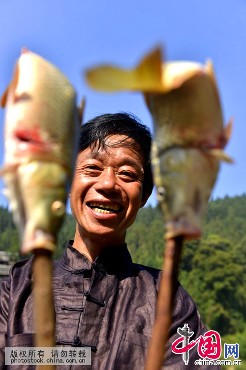 乌公侗寨龙见财在“烧鱼节”上展示即将烧的田鱼。中国网图片库 王炳真摄