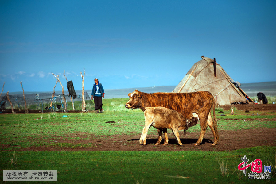  哈薩克族是草原遊牧民族，日常生活習俗帶有明顯的牧區特點，衣食住行文化娛樂都富有濃郁的草原氣息。中國網圖片庫 祁軍攝