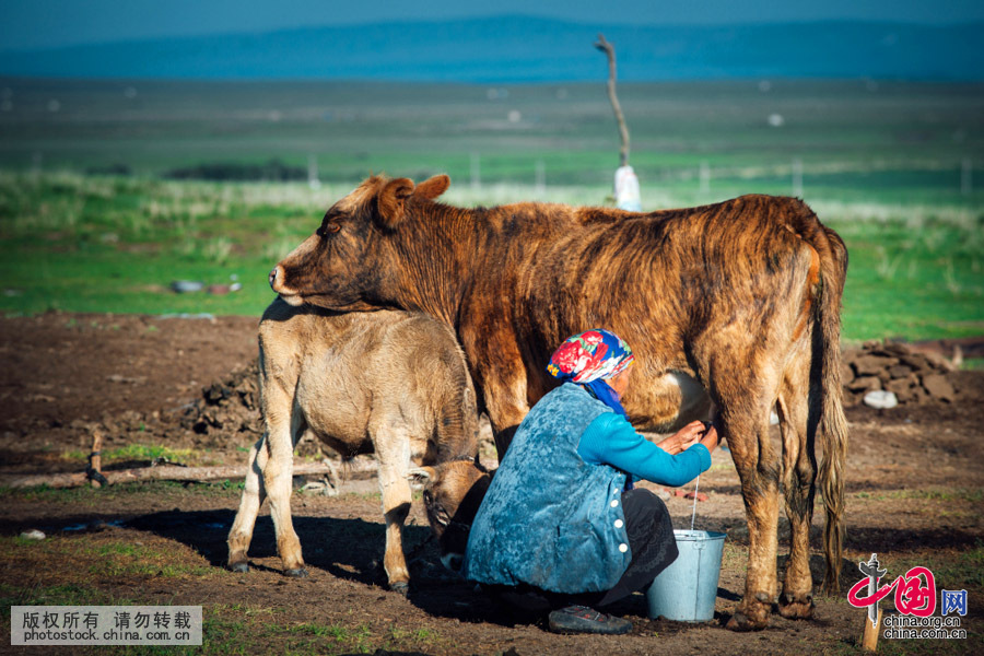 清晨，一位哈萨克老妇人在挤牛奶。中国网图片库 祁军摄