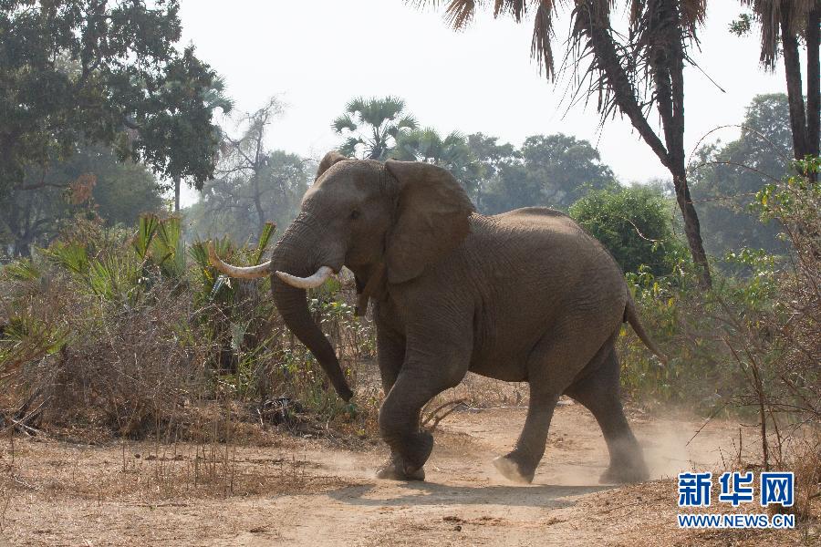 （國際）（1）走進“非洲象樂園”辛巴威貢納雷州國家公園