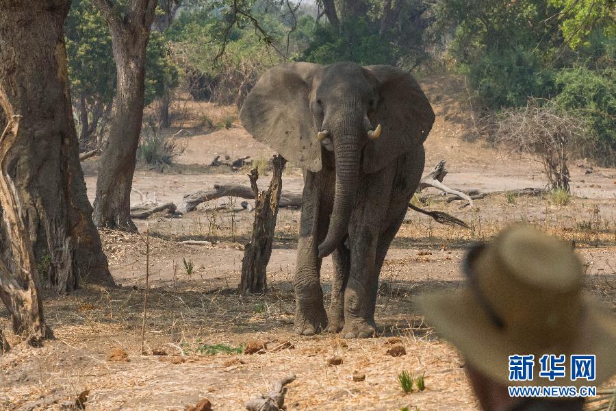 （國際）（2）走進“非洲象樂園”辛巴威貢納雷州國家公園