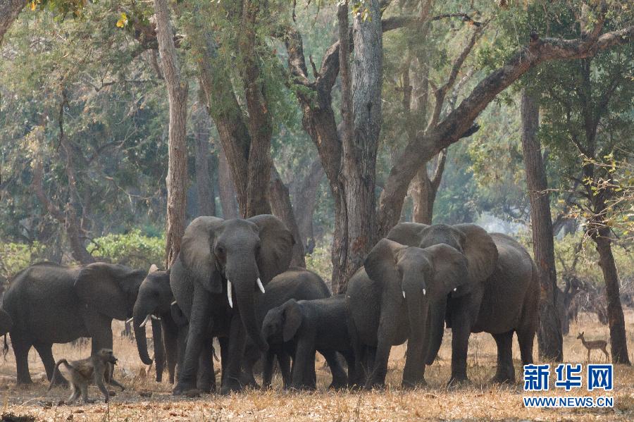 （国际）（3）走进“非洲象乐园”津巴布韦贡纳雷州国家公园