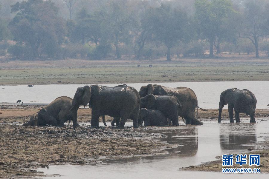 （國際）（4）走進“非洲象樂園”辛巴威貢納雷州國家公園