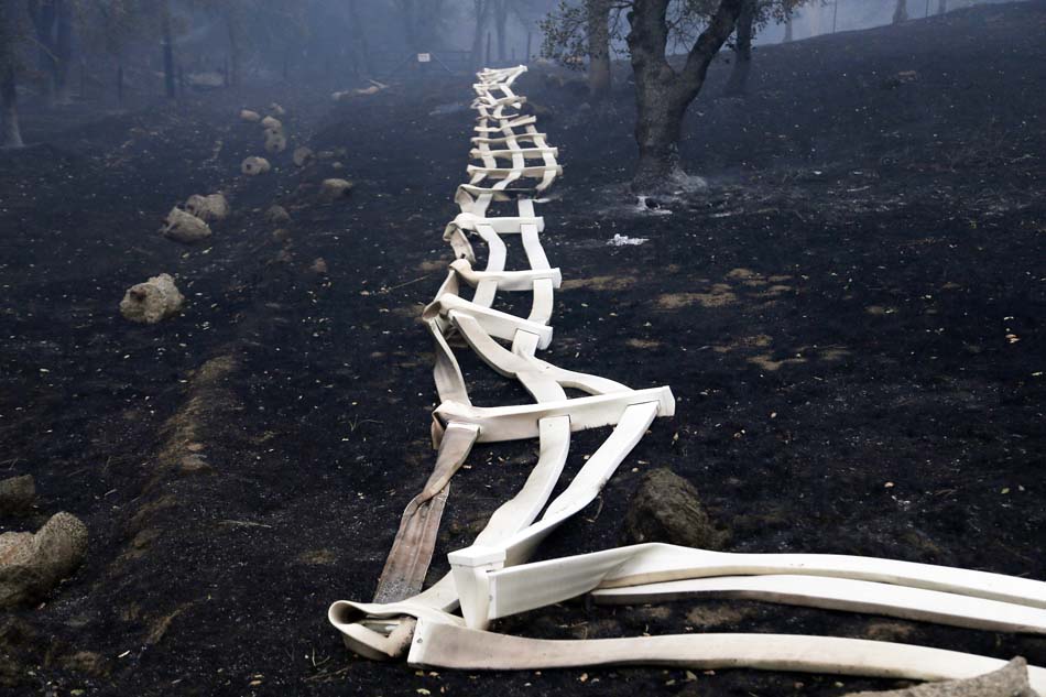 山火肆虐美加州：馬匹都被烤死在路邊