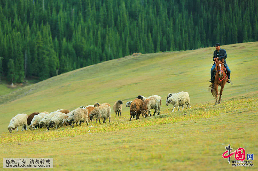 哈萨克族人把羊的数量、肥瘦视为财富的多寡。一个披着羊皮的哈萨克牧羊人，从小就赶着羊群开始他的放牧生活。中国网图片库 杨东 摄