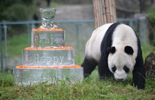 全球現存最高齡雄性大熊貓過生日