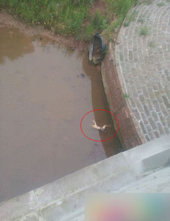 被抛尸自杀整容车祸致死 图揭中外明星惨死原